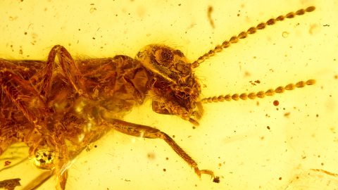 Termite mit Flügel als Bernstein Einschluss
